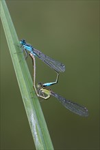 Mating wheel of the Blue-tailed Damselfly (Ischnura elegans)