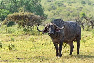 Cape buffalo (Syncerus caffer)