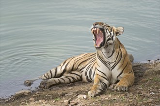 Bengal Tiger (Panthera tigris tigris) resting at a water hole