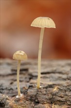 Yellowleg Bonnet mushroom (Mycena epipterygia)