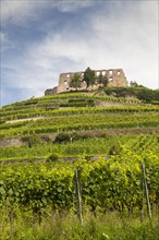 Staufen Castle ruins on the vineyard