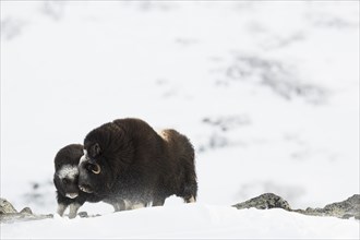 Muskox (Ovibos moschatus) with young