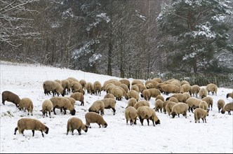 Sheep (Ovis orientalis)