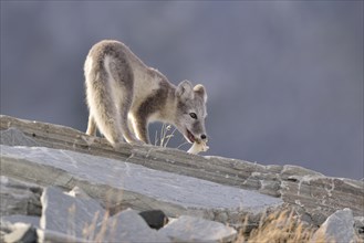 Arctic fox (Vulpes lagopus