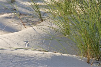 European marram grass or beachgrass (Ammophila arenaria) on a sand dune