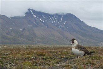 Parasitic jaeger or Arctic Skua (Stercorarius parasiticus) in front of mountain scenery with clouds