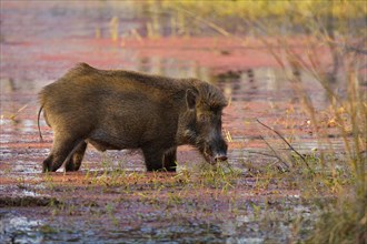 Wild Boar (Sus scrofa) feeding in the shallow azalea-covered waters of a lake