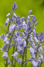 Spanish bluebell (Hyacinthoides hispanica) cultivar