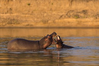 Hippos (Hippopotamus amphibius) in the water