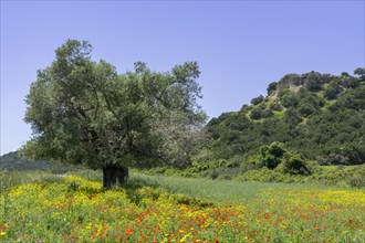 Olive trees and flower meadow