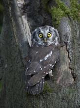 Boreal Owl or Tengmalm's Owl (Aegolius funereus)