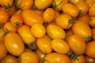 Tomatoes (Solanum lycopersicum)