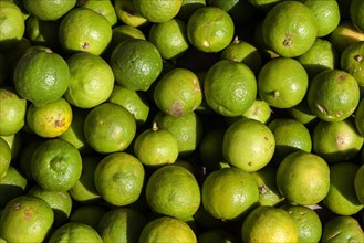 Key limes (Citrus aurantiifolia)