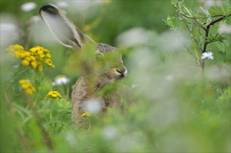 Hare (Lepus europaeus) sitting between flowers