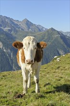 Cow on mountain pasture in the Tux Alps
