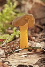 Jellybaby or Jelly Baby fungus (Leotia lubrica)
