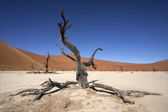 Dead Camel thorn trees (Vachellia erioloba)