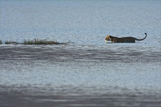 Wild Indian Tiger or Bengal Tiger (Panthera tigris tigris) walking through the blue water of a lake in Ranthambhore National Park