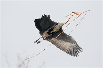 Approaching Grey Heron (Ardea cinerea) with nesting material