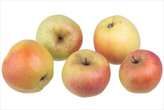 Apple variety Adersleber Kalvill