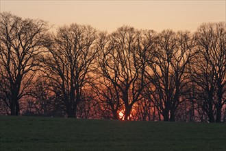 Sunset against an avenue of large-leaved linden trees (Tilia platyphyllos)