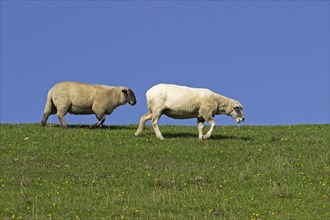 Sheep (Ovis aries) at the dike