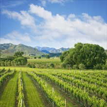 Vineyard tucked up under the mountains