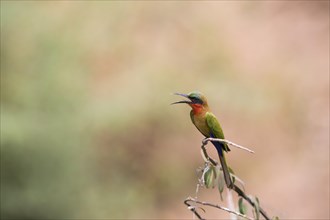 Red-throated Bee-eater (Merops bullocki) calling