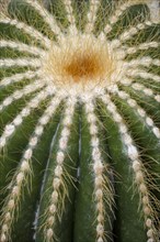 Cacti (Parodia magnifica