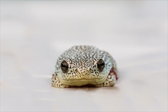 Marbled Reed Frog (Hyperolius marmoratus)