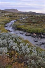 Mountain stream in the fjell landscape in autumn