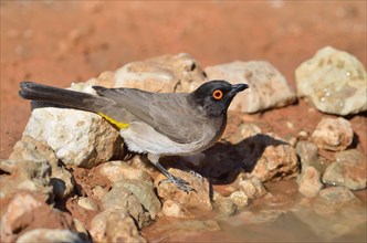 African Red-eyed Bulbul (Pycnonotus nigricans)