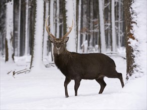 Sika deer (Cervus nippon)