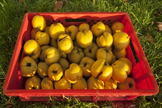 Freshly picked quinces with dew drops in a crate in the grass