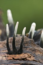 Candlestick fungus (Xylaria hypoxylon)
