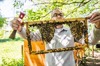 Beekeeper examines a honeycomb with honey bees (Apis) at his stock