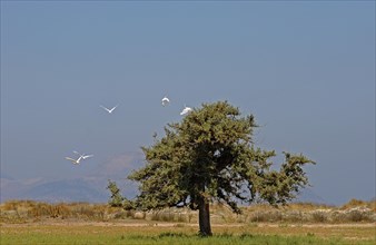 Solitary Juniper tree (Juniperus sp.)