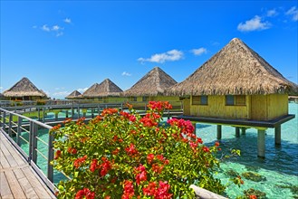 Flowers in full bloom at the overwater bungalows