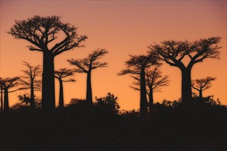 Baobab trees (Adansonia grandidieri) at sunset