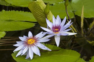 Water Lilies (Nymphaea)