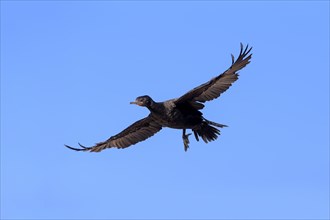Cape Cormorant or Cape Shag (Phalacrocorax capensis)
