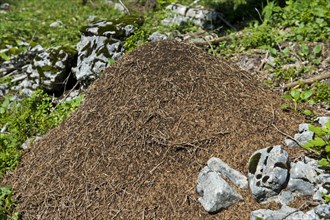 Anthill of the the Swiss Mountain wood ant (Formica paralugubris)