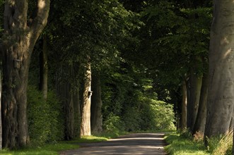 Old avenue of beeches (Fagus sylvatica)