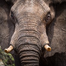 African Elephant (Loxodonta africana)