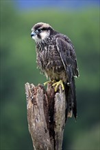 Lanner Falcon (Falco biarmicus)