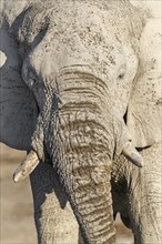 African Elephant (Loxodonta africana)