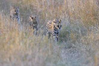 Serval (Leptailurus serval)