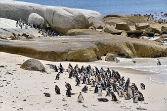 Jackass Penguins (Spheniscus demersus)