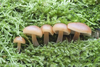 Winter Mushrooms or Enoki Mushrooms (Flammulina velutipes)