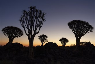 Quiver trees (Aloe dichotoma) in the Quiver Tree Forest